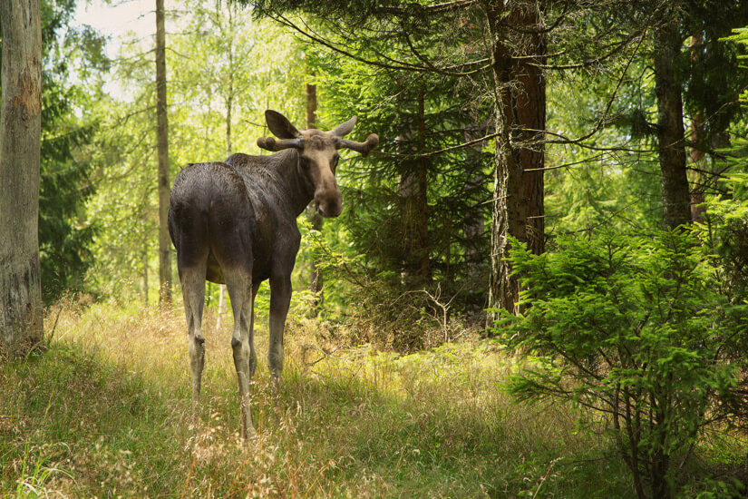 Elch im schwedischen Wald